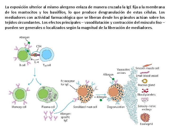 La exposición ulterior al mismo alergeno enlaza de manera cruzada la Ig. E fija