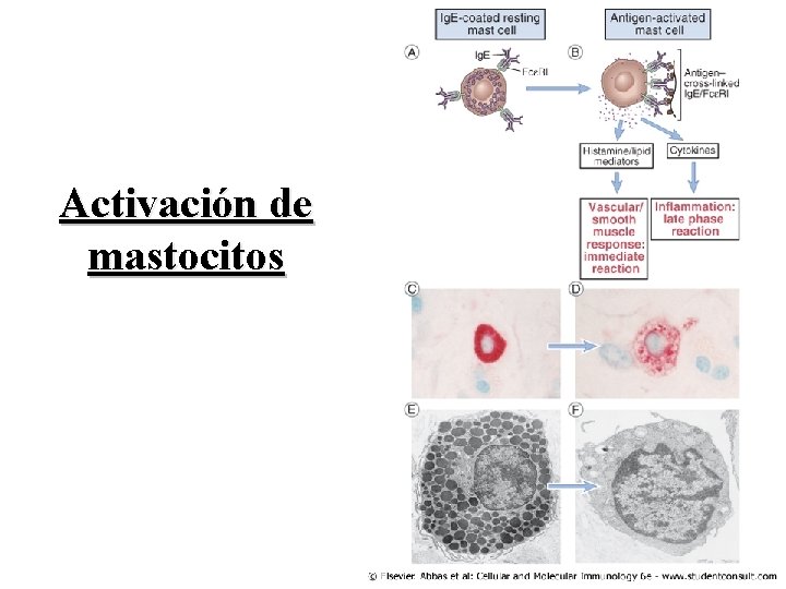 Activación de mastocitos 