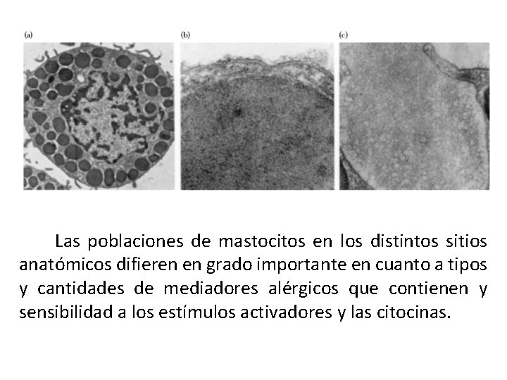  Las poblaciones de mastocitos en los distintos sitios anatómicos difieren en grado importante