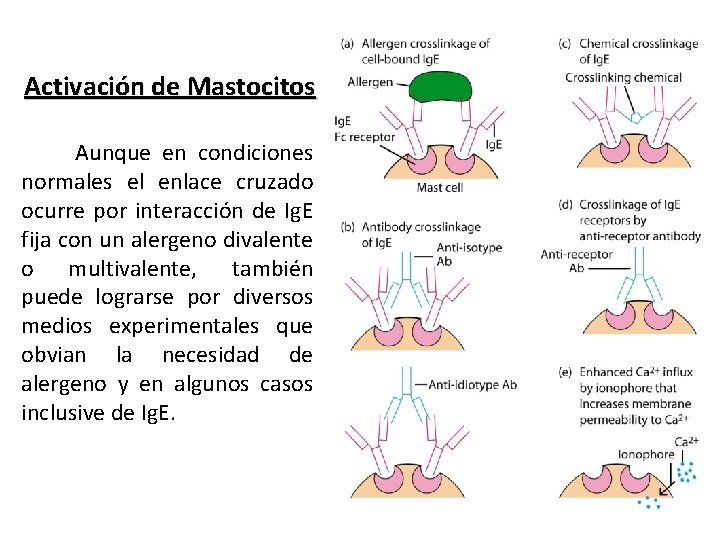 Activación de Mastocitos Aunque en condiciones normales el enlace cruzado ocurre por interacción de