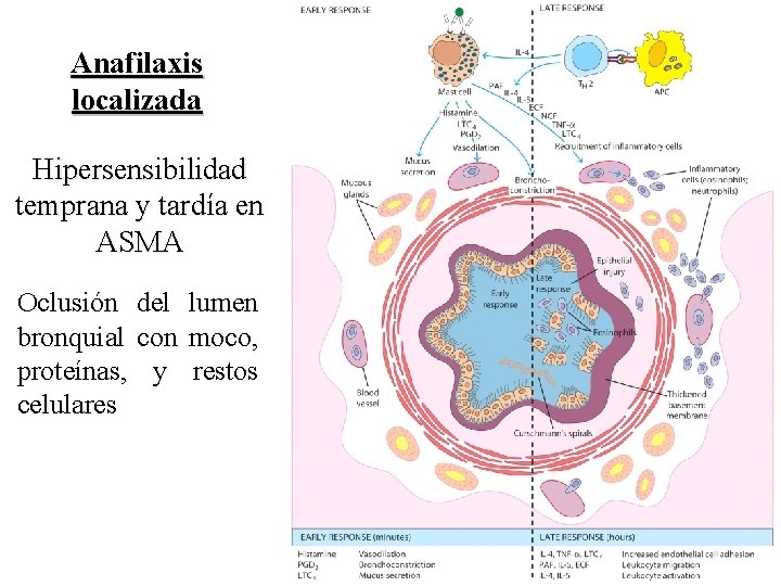 Anafilaxis localizada Hipersensibilidad temprana y tardía en ASMA Oclusión del lumen bronquial con moco,