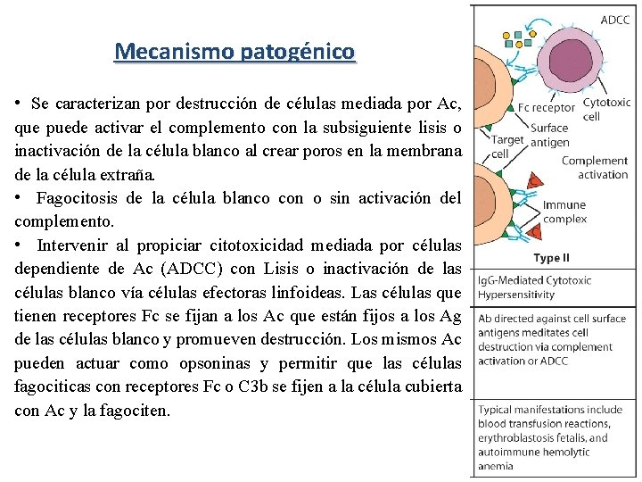 Mecanismo patogénico • Se caracterizan por destrucción de células mediada por Ac, que puede