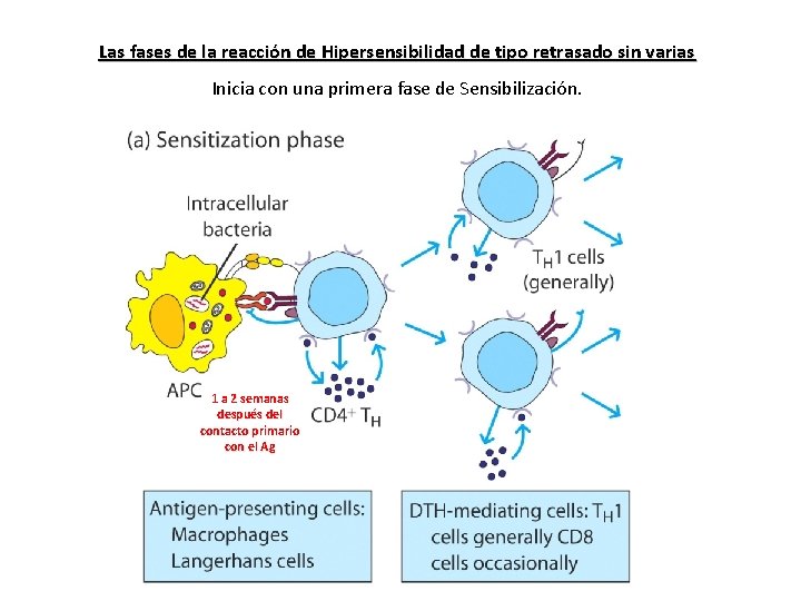 Las fases de la reacción de Hipersensibilidad de tipo retrasado sin varias Inicia con