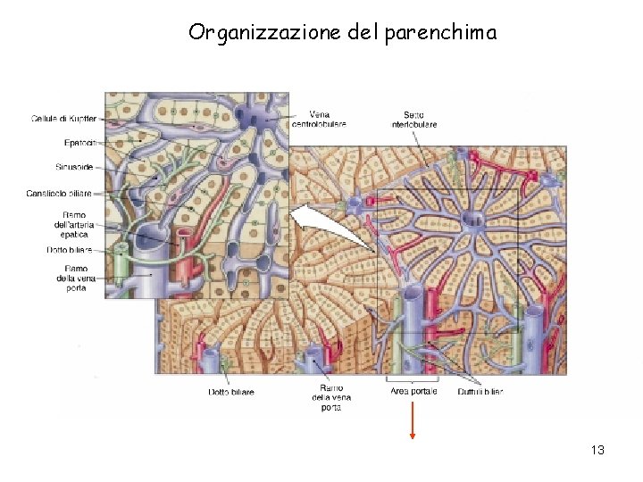 Organizzazione del parenchima 13 Organizzazione del parenchima 13