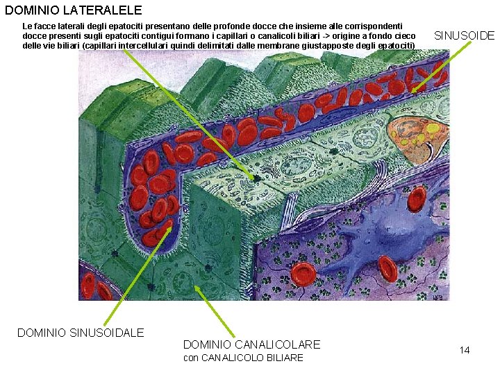 DOMINIO LATERALELE Le facce laterali degli epatociti presentano delle profonde docce che insieme alle DOMINIO LATERALELE Le facce laterali degli epatociti presentano delle profonde docce che insieme alle