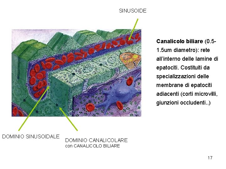 SINUSOIDE Canalicolo biliare (0. 51. 5 um diametro): rete all’interno delle lamine di epatociti. SINUSOIDE Canalicolo biliare (0. 51. 5 um diametro): rete all’interno delle lamine di epatociti.