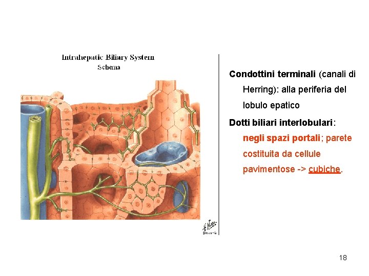 Condottini terminali (canali di Herring): alla periferia del lobulo epatico Dotti biliari interlobulari: negli Condottini terminali (canali di Herring): alla periferia del lobulo epatico Dotti biliari interlobulari: negli