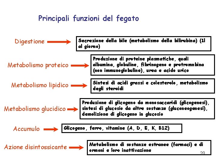 Principali funzioni del fegato Digestione Secrezione della bile (metabolismo della bilirubina) (1 l al Principali funzioni del fegato Digestione Secrezione della bile (metabolismo della bilirubina) (1 l al
