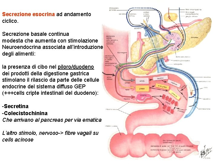 Secrezione esocrina ad andamento ciclico. Secrezione basale continua modesta che aumenta con stimolazione Neuroendocrina Secrezione esocrina ad andamento ciclico. Secrezione basale continua modesta che aumenta con stimolazione Neuroendocrina