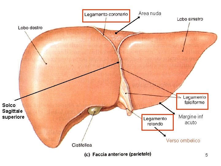 Area nuda Solco Sagittale superiore Margine inf acuto Verso ombelico 5 Area nuda Solco Sagittale superiore Margine inf acuto Verso ombelico 5