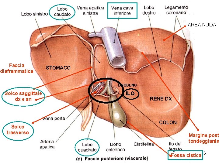 AREA NUDA Faccia diaframmatica STOMACO DUODENO Solco saggittale dx e sn Solco trasverso ILO AREA NUDA Faccia diaframmatica STOMACO DUODENO Solco saggittale dx e sn Solco trasverso ILO