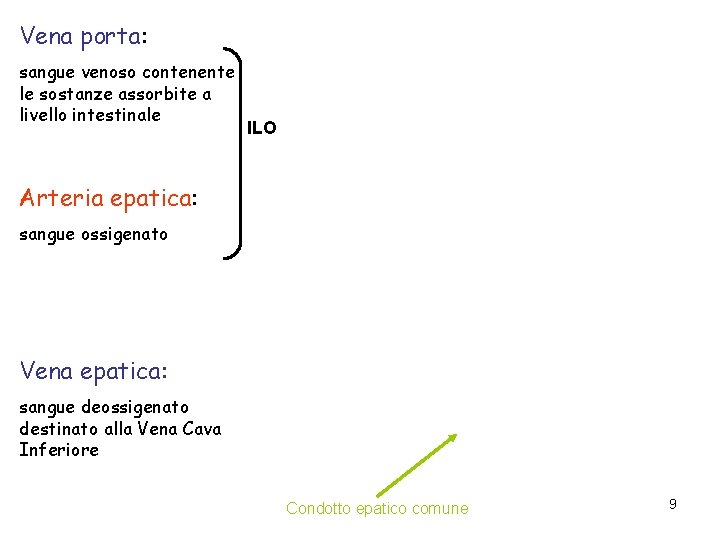 Vena porta: sangue venoso contenente le sostanze assorbite a livello intestinale ILO Arteria epatica: Vena porta: sangue venoso contenente le sostanze assorbite a livello intestinale ILO Arteria epatica: