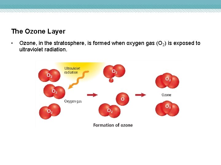 The Ozone Layer • Ozone, in the stratosphere, is formed when oxygen gas (O