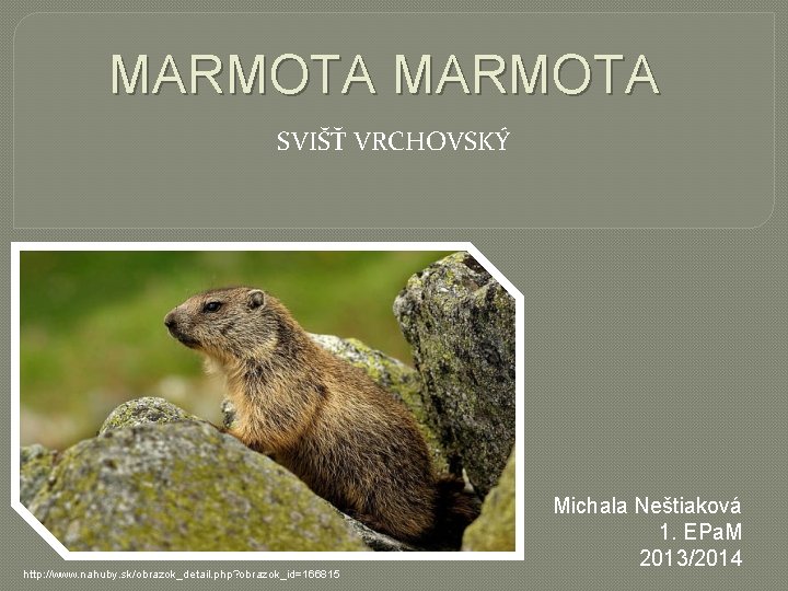 MARMOTA SVIŠŤ VRCHOVSKÝ http: //www. nahuby. sk/obrazok_detail. php? obrazok_id=166815 Michala Neštiaková 1. EPa. M