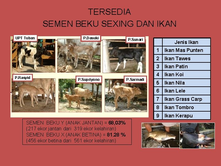 TERSEDIA SEMEN BEKU SEXING DAN IKAN UPT Tuban P. Rasyid P. Dasuki P. Supriyono