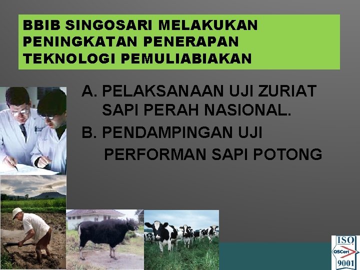 BBIB SINGOSARI MELAKUKAN PENINGKATAN PENERAPAN TEKNOLOGI PEMULIABIAKAN A. PELAKSANAAN UJI ZURIAT SAPI PERAH NASIONAL.