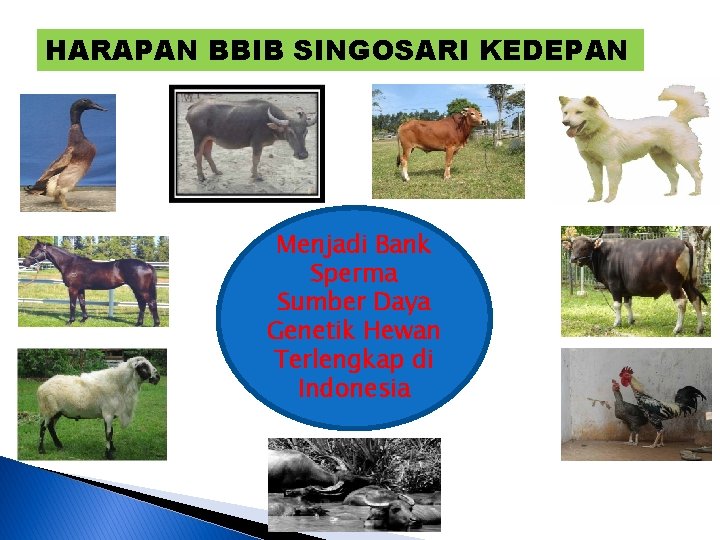 HARAPAN BBIB SINGOSARI KEDEPAN Menjadi Bank Sperma Sumber Daya Genetik Hewan Terlengkap di Indonesia