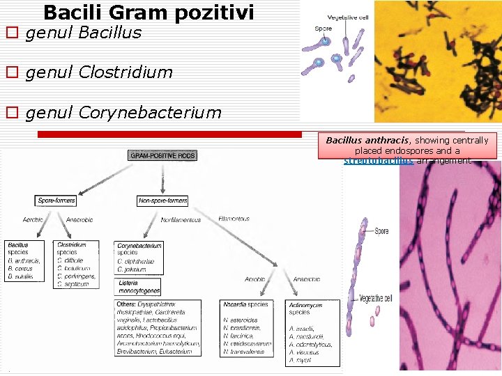 Bacili Gram pozitivi o genul Bacillus o genul Clostridium o genul Corynebacterium Bacillus anthracis,