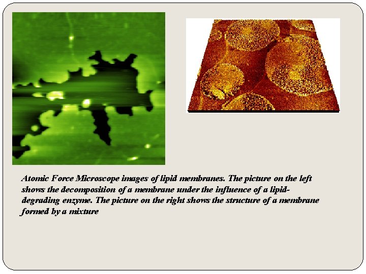 Atomic Force Microscope images of lipid membranes. The picture on the left shows the