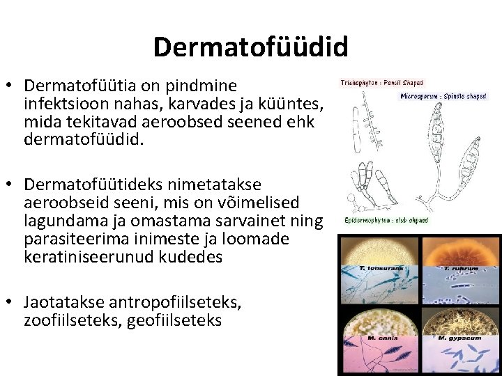 Dermatofüüdid • Dermatofüütia on pindmine infektsioon nahas, karvades ja küüntes, mida tekitavad aeroobsed seened