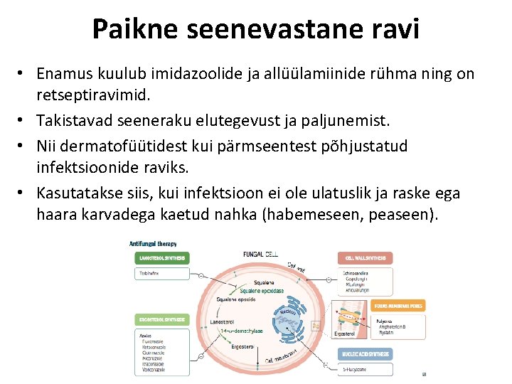 Paikne seenevastane ravi • Enamus kuulub imidazoolide ja allüülamiinide rühma ning on retseptiravimid. •