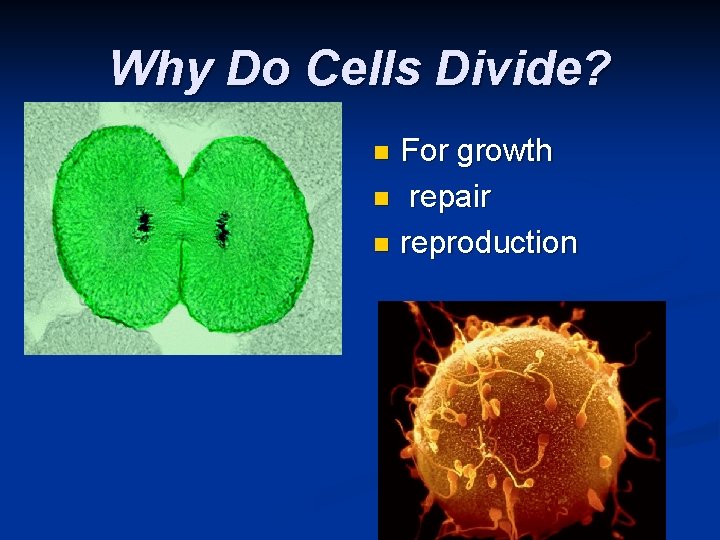 Why Do Cells Divide? For growth n repair n reproduction n 