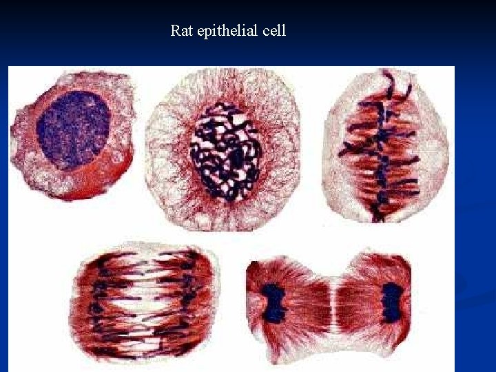 Rat epithelial cell 