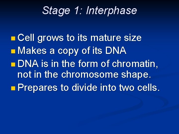 Stage 1: Interphase n Cell grows to its mature size n Makes a copy