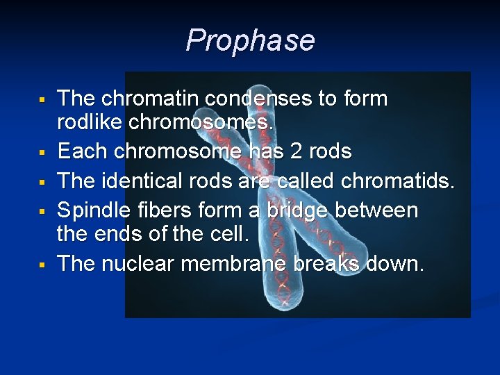 Prophase § § § The chromatin condenses to form rodlike chromosomes. Each chromosome has