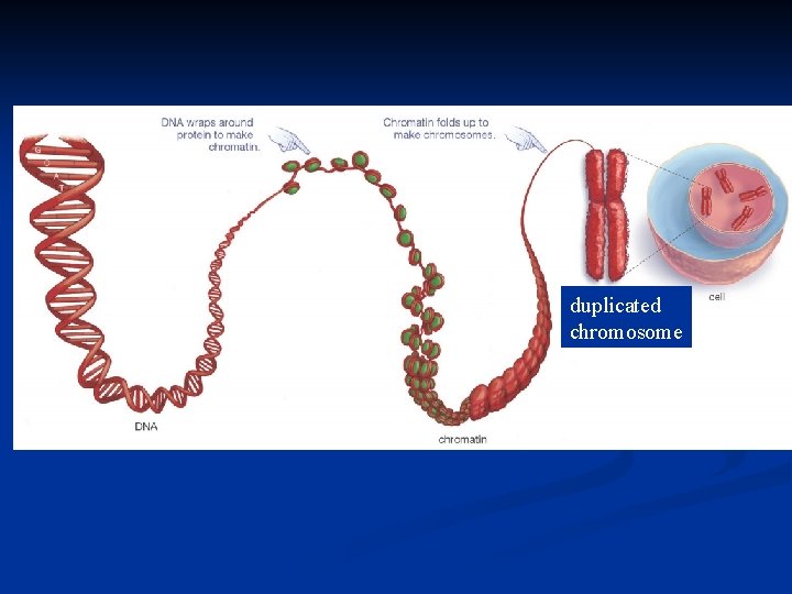 duplicated chromosome chromatin 