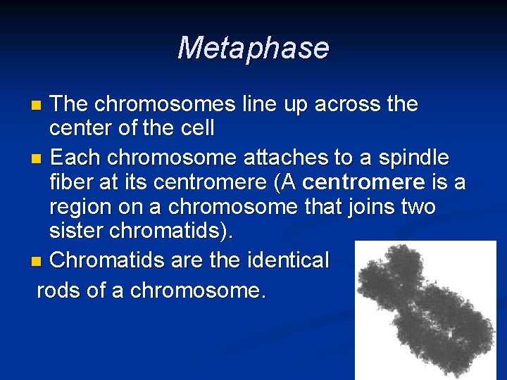 Metaphase The chromosomes line up across the center of the cell n Each chromosome