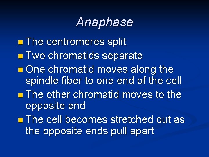 Anaphase n The centromeres split n Two chromatids separate n One chromatid moves along