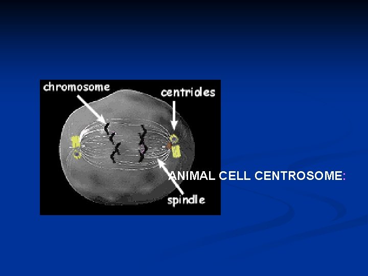 ANIMAL CELL CENTROSOME: 