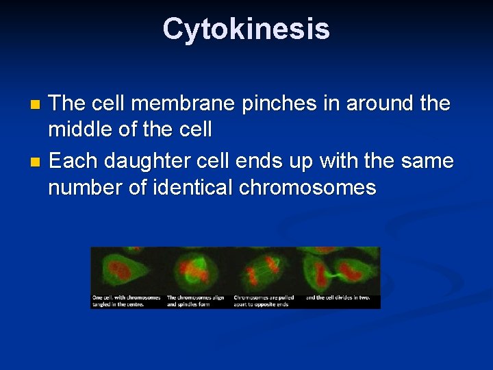 Cytokinesis The cell membrane pinches in around the middle of the cell n Each