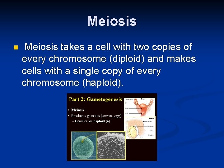 Meiosis n Meiosis takes a cell with two copies of every chromosome (diploid) and
