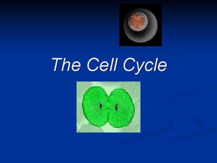 The Cell Cycle 