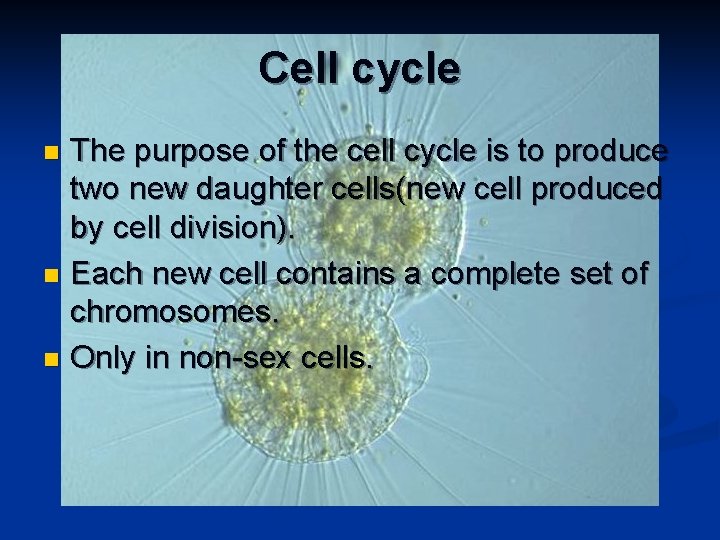 Cell cycle The purpose of the cell cycle is to produce two new daughter