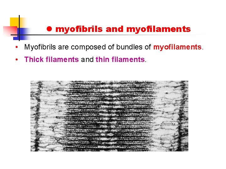 l myofibrils and myofilaments • Myofibrils are composed of bundles of myofilaments. • Thick