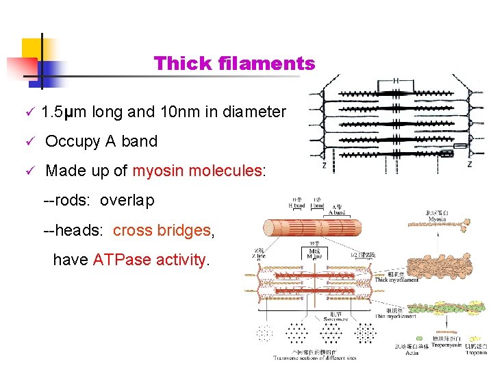 Thick filaments ü 1. 5μm long and 10 nm in diameter ü Occupy A