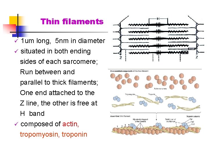 Thin filaments 1 um long, 5 nm in diameter ü situated in both ending