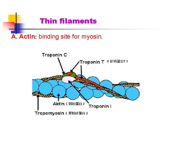 Thin filaments A. Actin: binding site for myosin. 