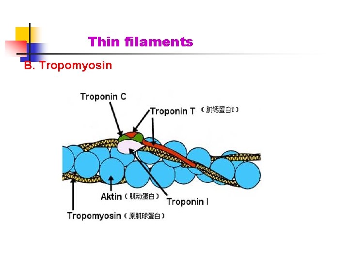 Thin filaments B. Tropomyosin 