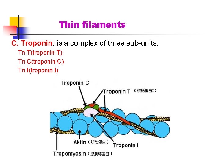 Thin filaments C. Troponin: is a complex of three sub-units. Tn T(troponin T) Tn