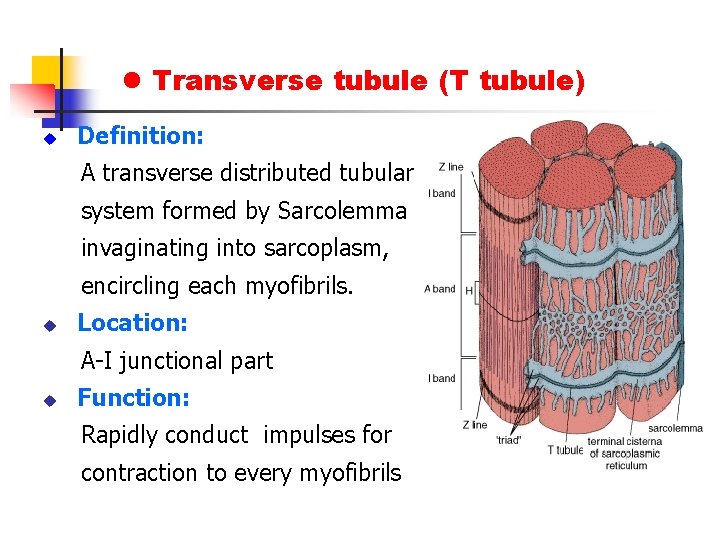 l Transverse tubule (T tubule) u Definition: A transverse distributed tubular system formed by