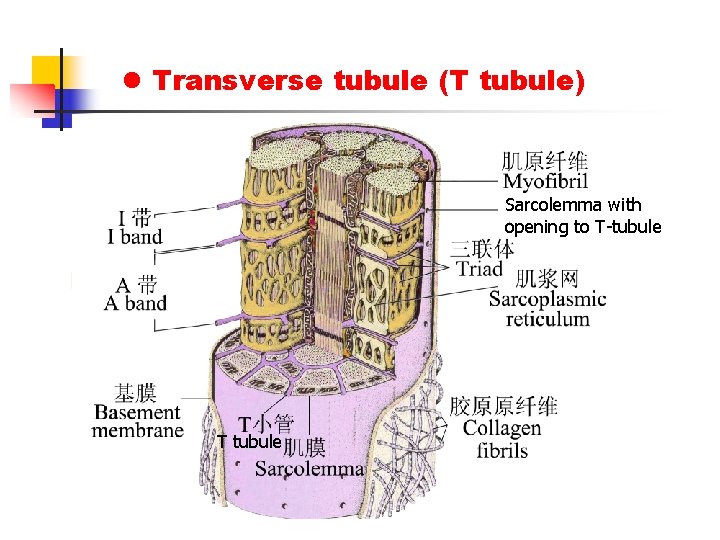l Transverse tubule (T tubule) Sarcolemma with opening to T-tubule T tubule 