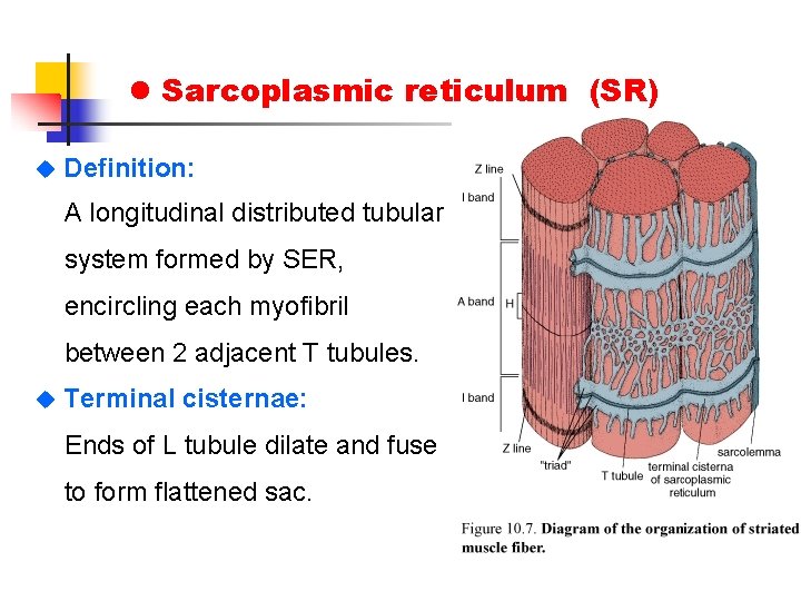 l Sarcoplasmic reticulum (SR) u Definition: A longitudinal distributed tubular system formed by SER,