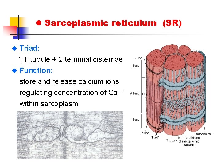 l Sarcoplasmic reticulum (SR) Triad: 1 T tubule + 2 terminal cisternae u Function: