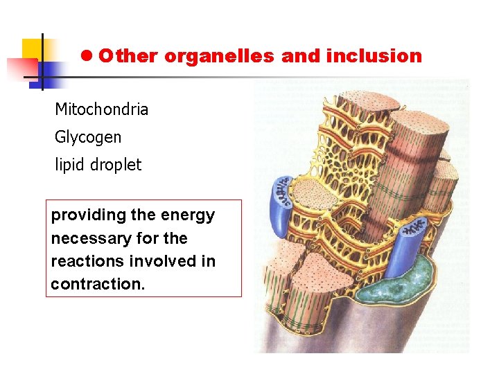 l Other organelles and inclusion Mitochondria Glycogen lipid droplet providing the energy necessary for