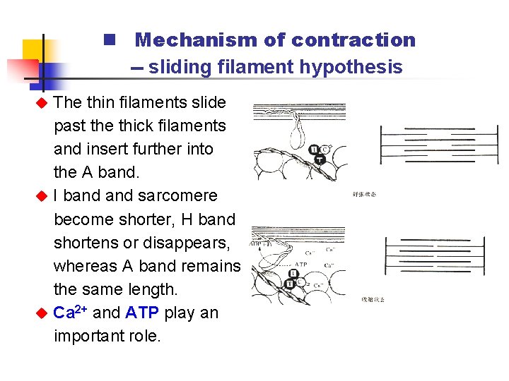 n Mechanism of contraction -- sliding filament hypothesis The thin filaments slide past the