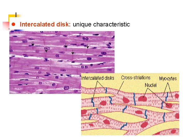 l Intercalated disk: unique characteristic 